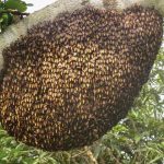 bees removal services in Nairobi Kenya